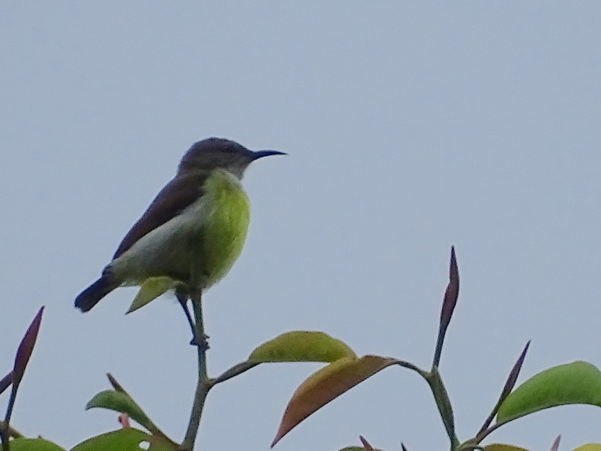 Purple-rumped Sunbird - ML624255402