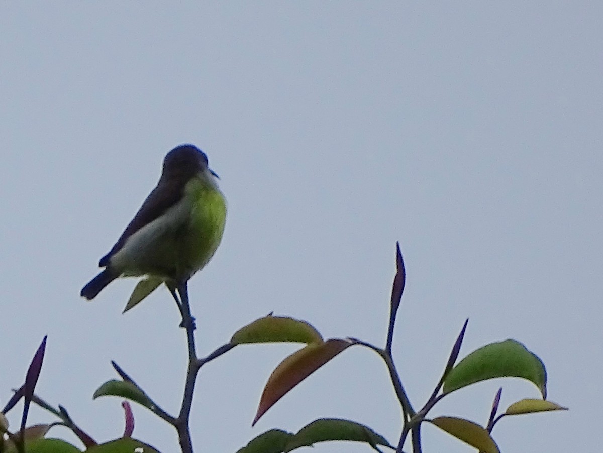 Purple-rumped Sunbird - ML624255403