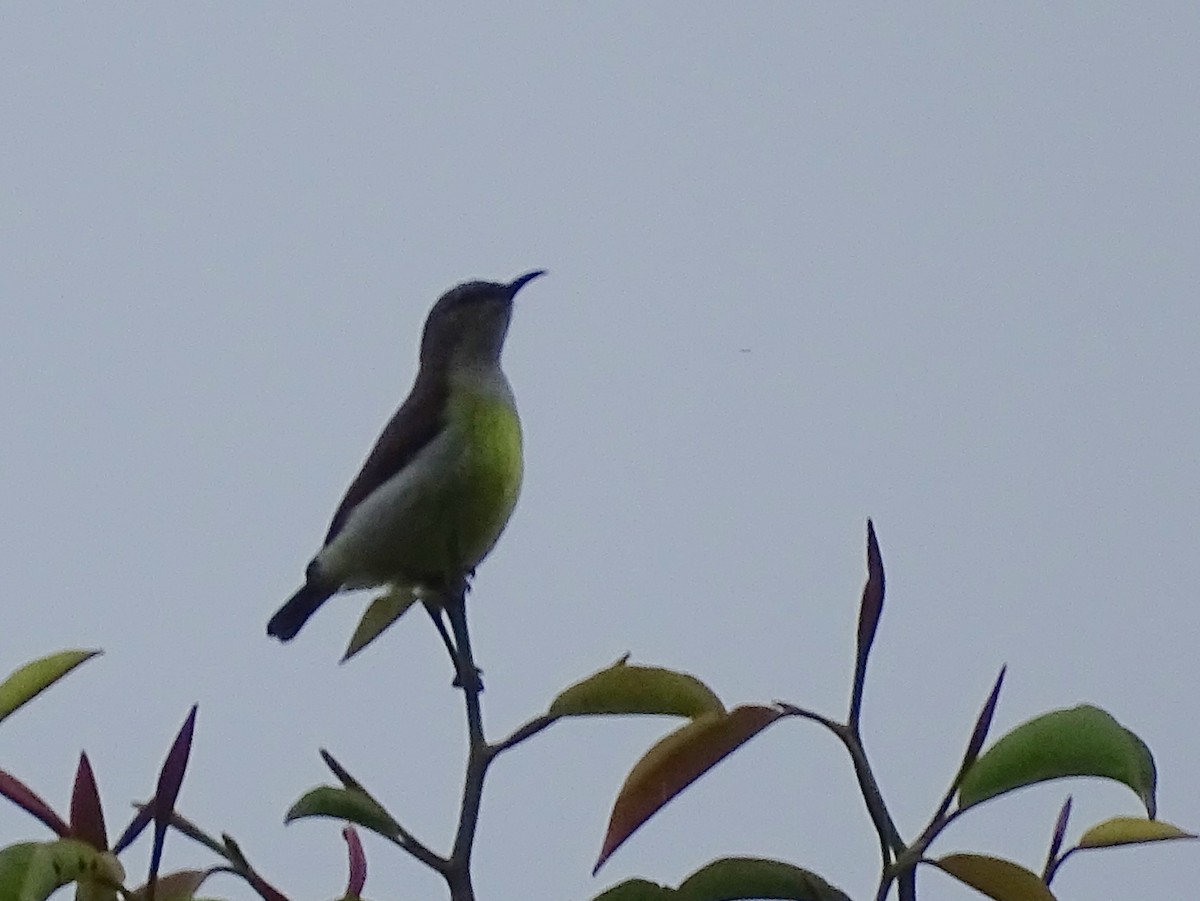 Purple-rumped Sunbird - ML624255404