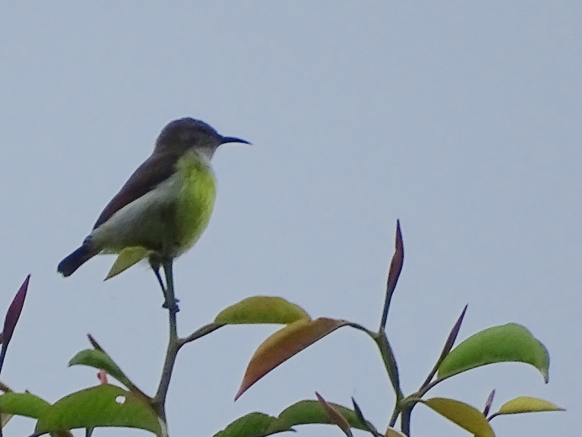 Purple-rumped Sunbird - ML624255405