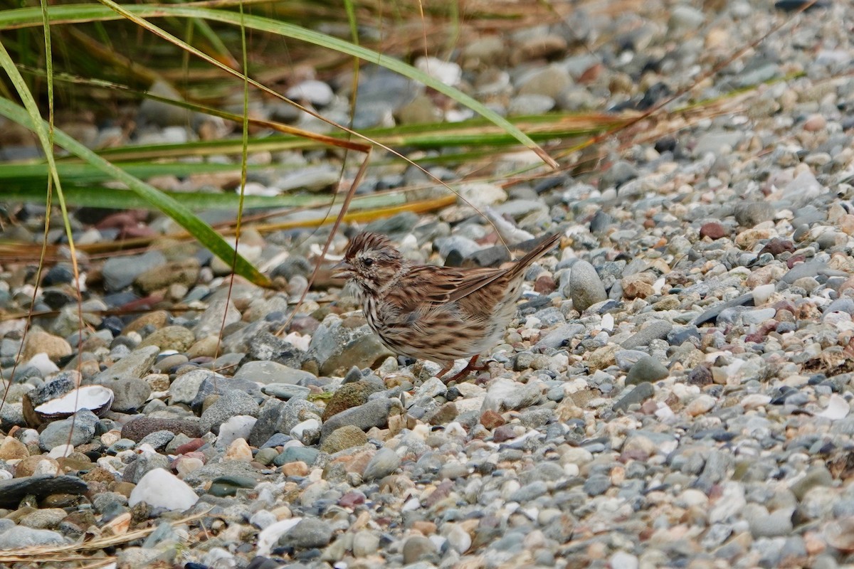 Song Sparrow - ML624255406