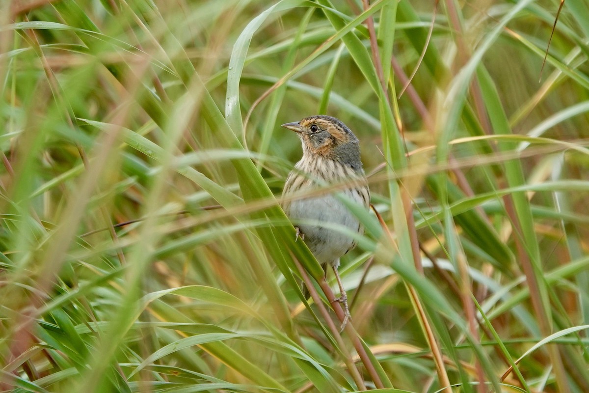 Saltmarsh Sparrow - ML624255417