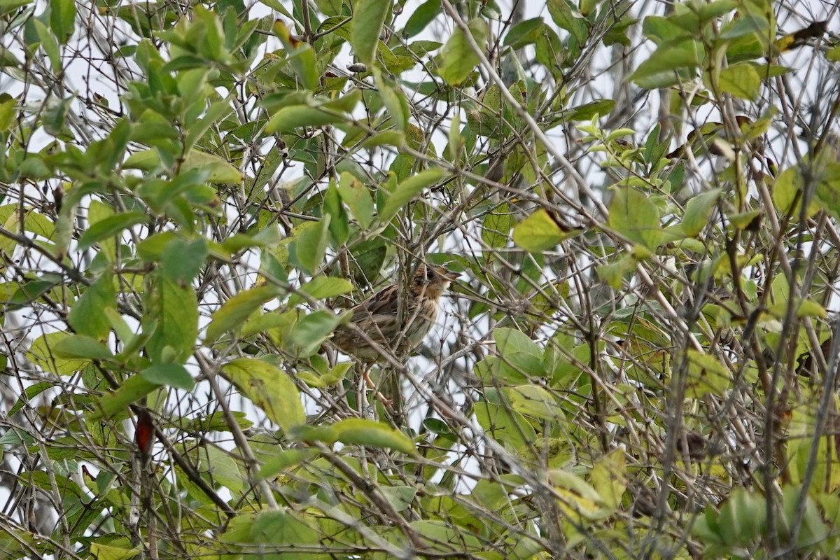 Saltmarsh Sparrow - ML624255418