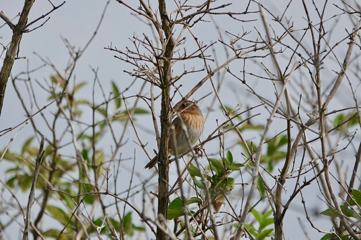 Saltmarsh Sparrow - ML624255433