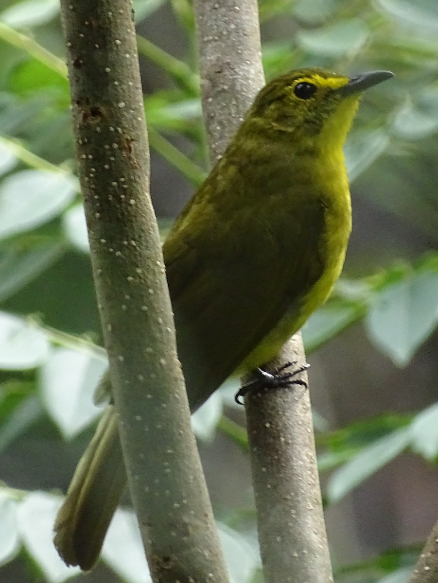 Yellow-browed Bulbul - ML624255464