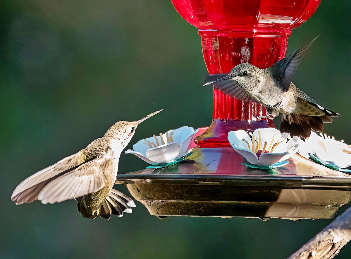 Black-chinned Hummingbird - ML624255466