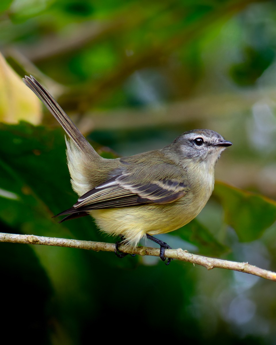 Planalto Tyrannulet - ML624255499