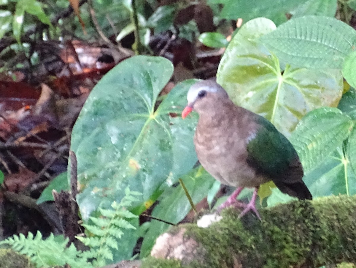 Asian Emerald Dove - ML624255503