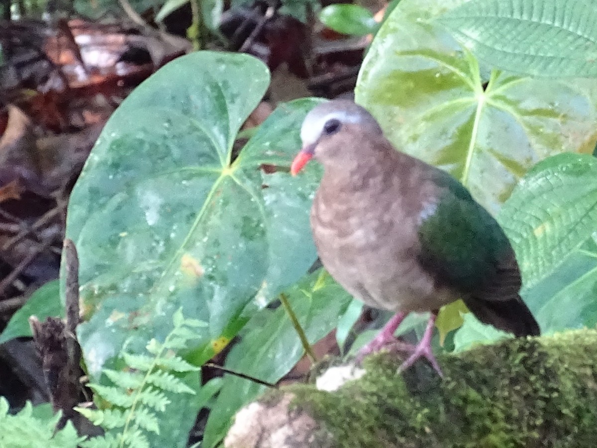 Asian Emerald Dove - ML624255504