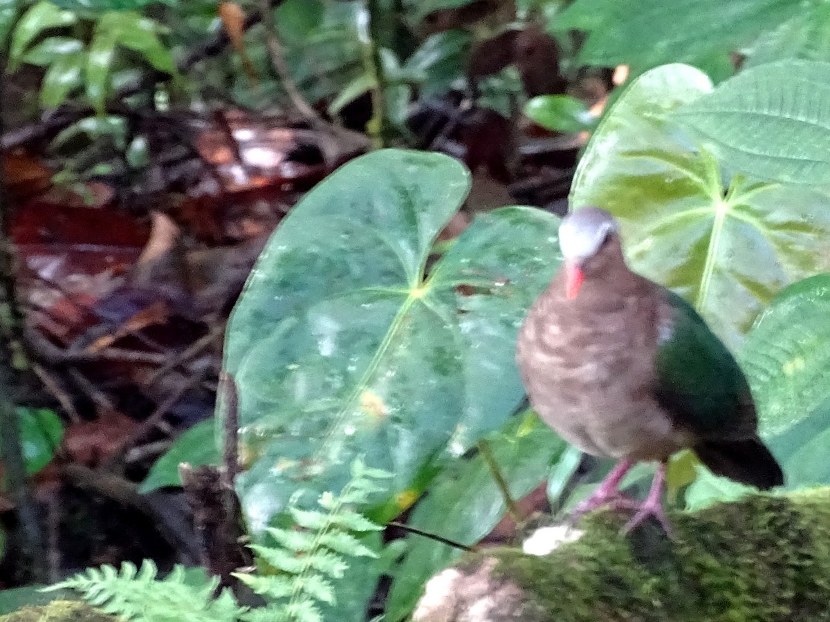 Asian Emerald Dove - ML624255505