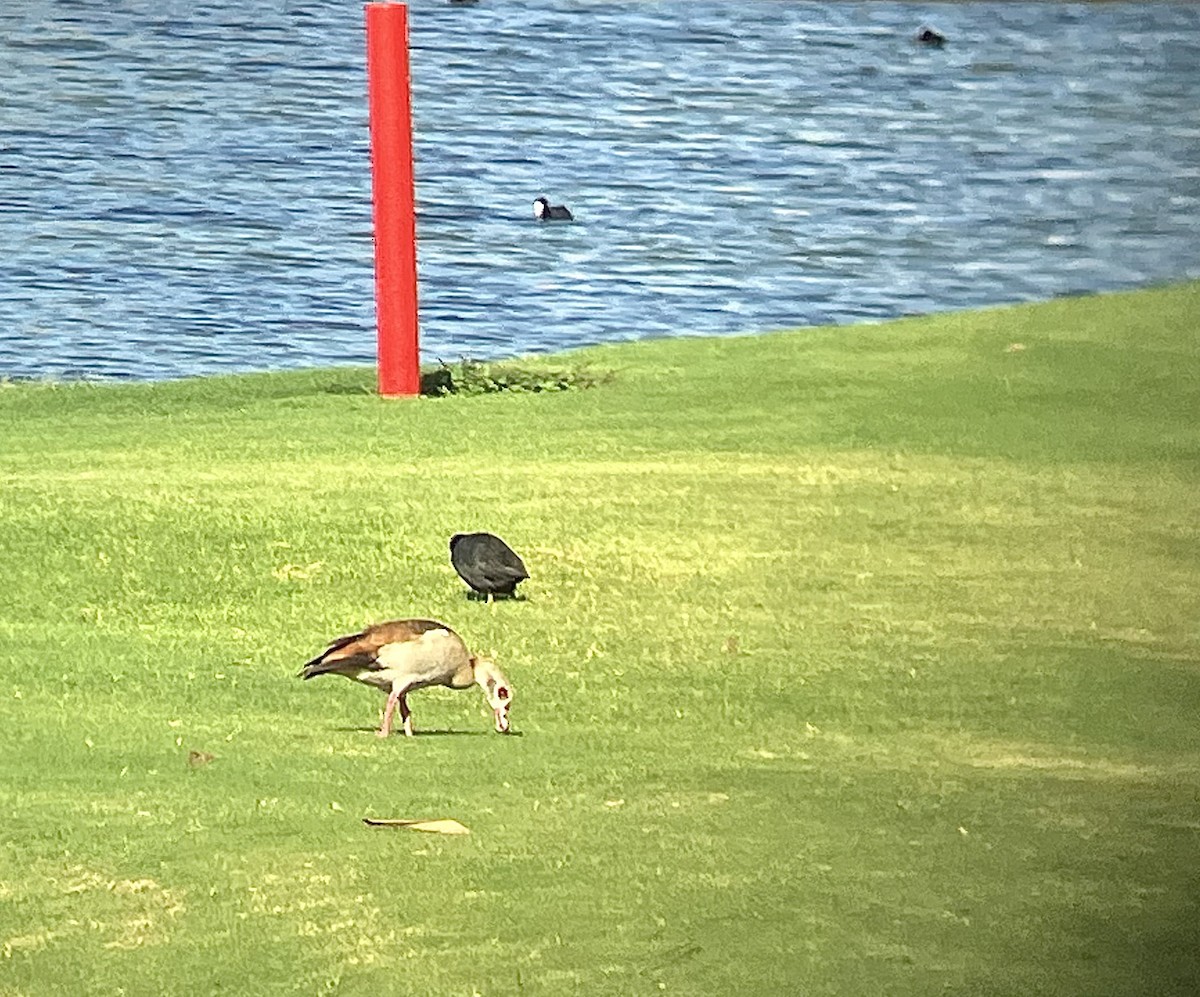 Egyptian Goose - Juan Pérez