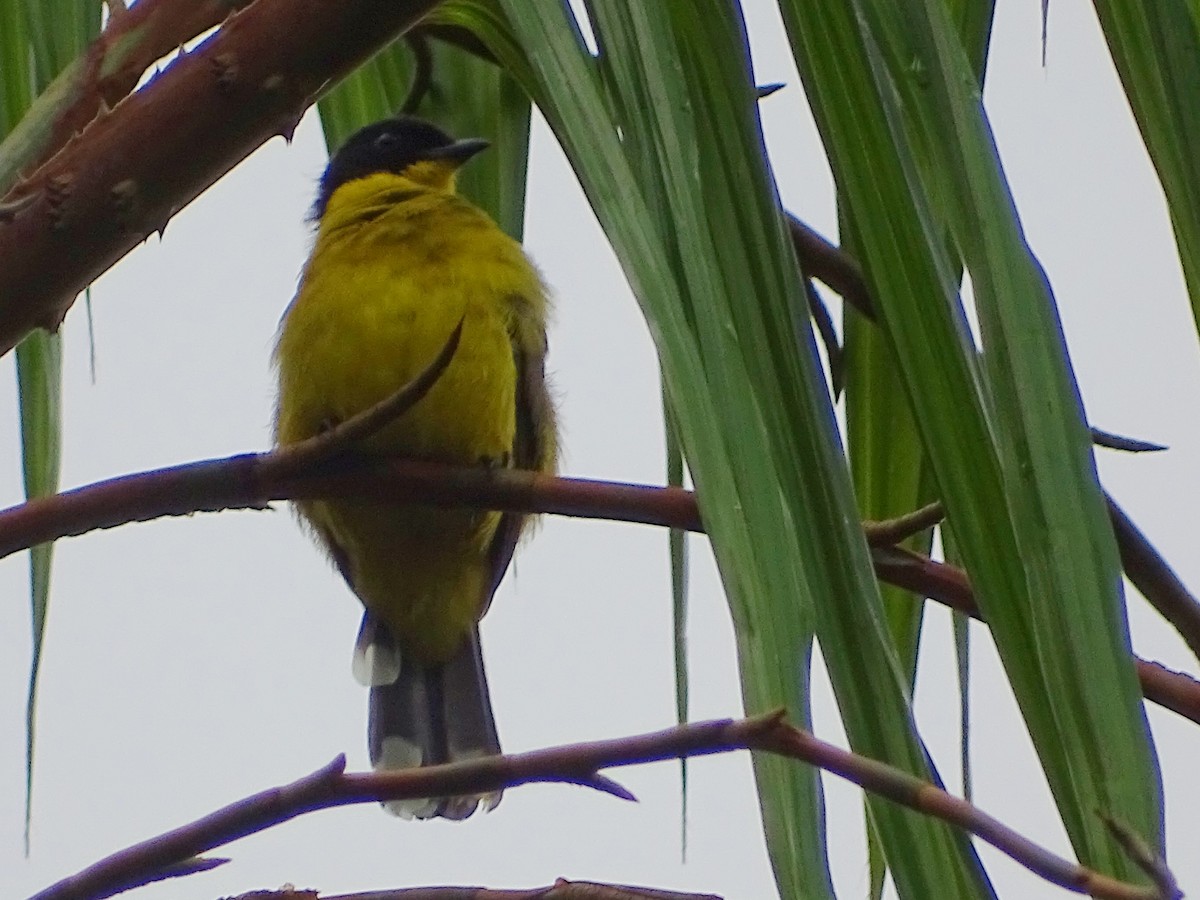 Black-capped Bulbul - ML624255541