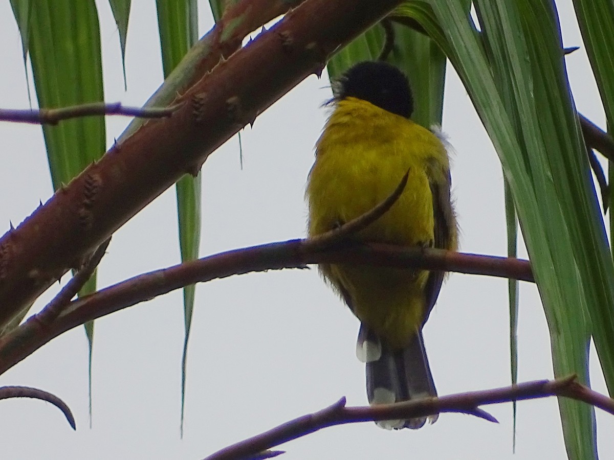 Black-capped Bulbul - ML624255542