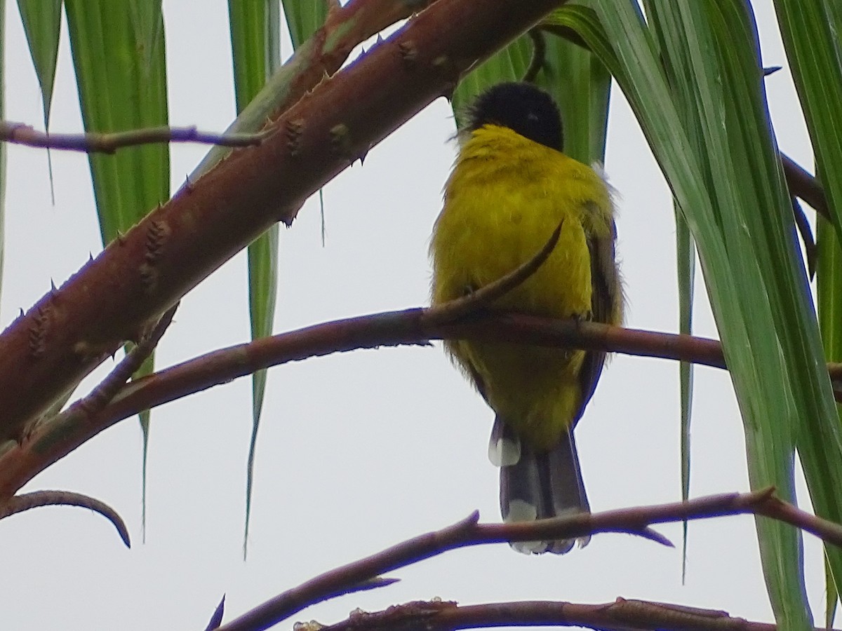 Black-capped Bulbul - ML624255543