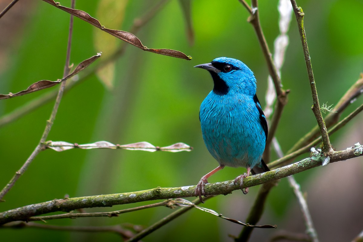 Blue Dacnis - Enéas Junior