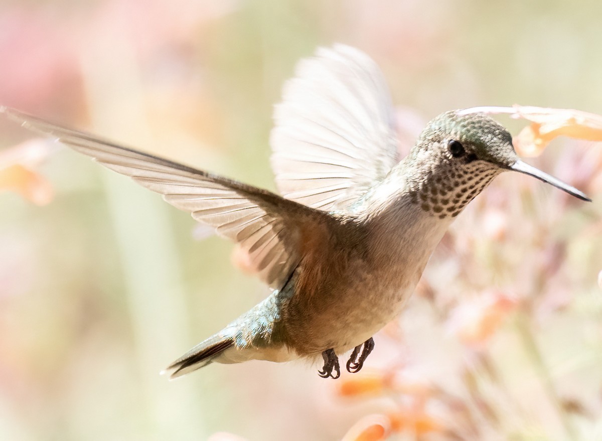 Broad-tailed Hummingbird - ML624255569