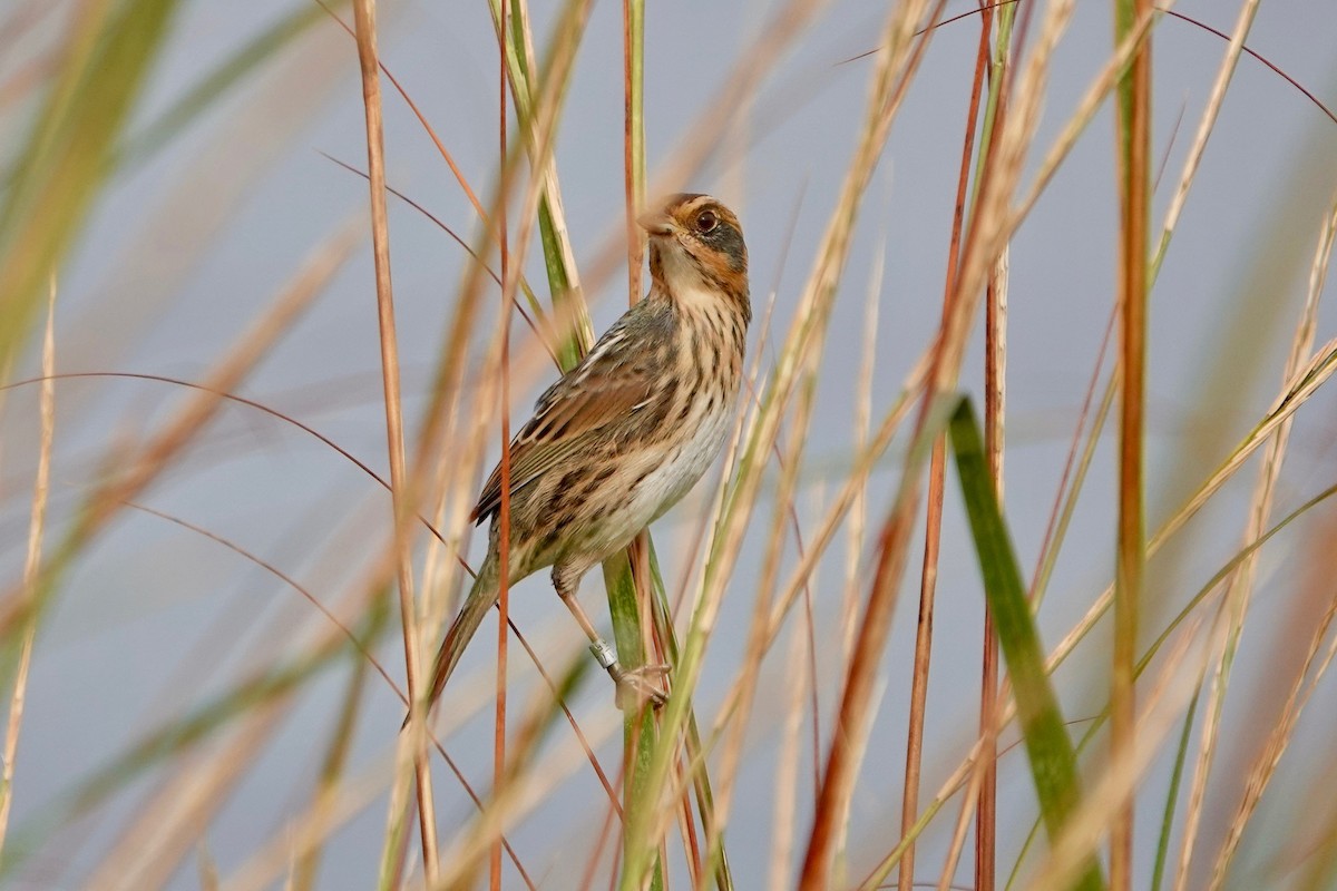 Saltmarsh Sparrow - ML624255583