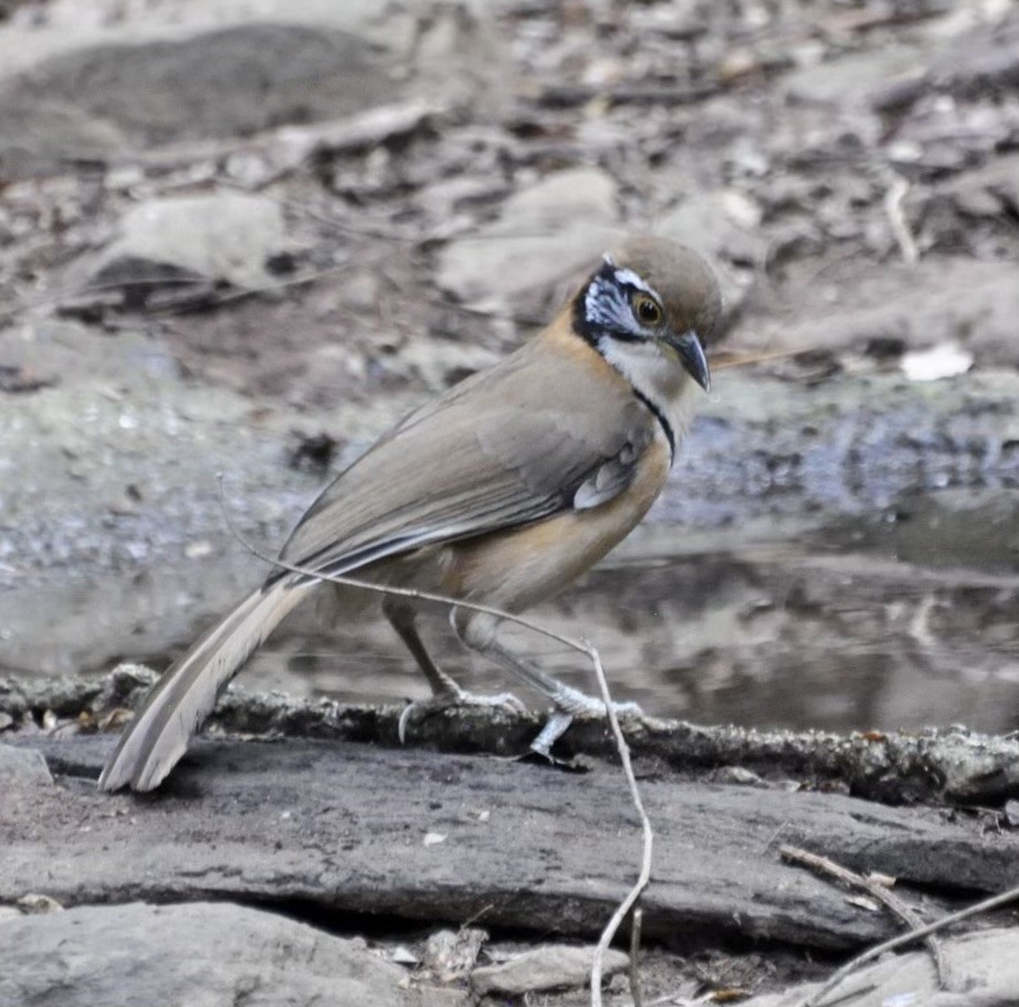 Greater Necklaced Laughingthrush - ML624255592