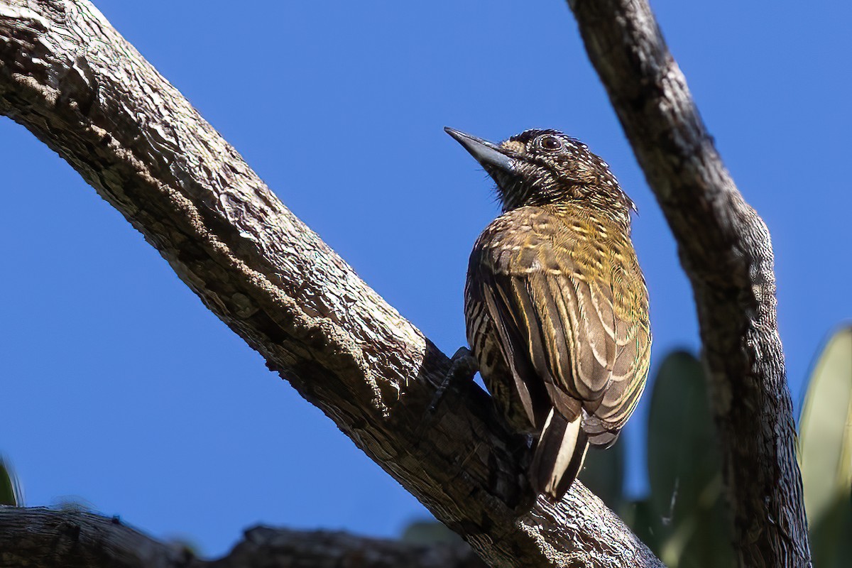 Golden-spangled Piculet (Undulated) - ML624255607