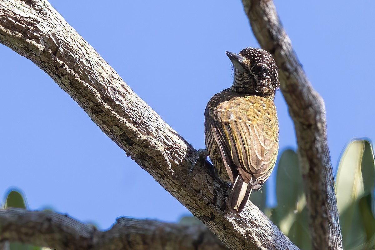Golden-spangled Piculet (Undulated) - Sergio Porto