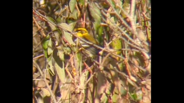 Townsend's Warbler - ML624255707