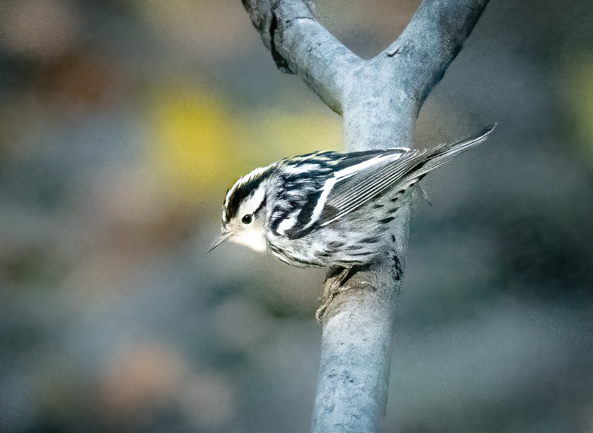 Black-and-white Warbler - Claude Garand