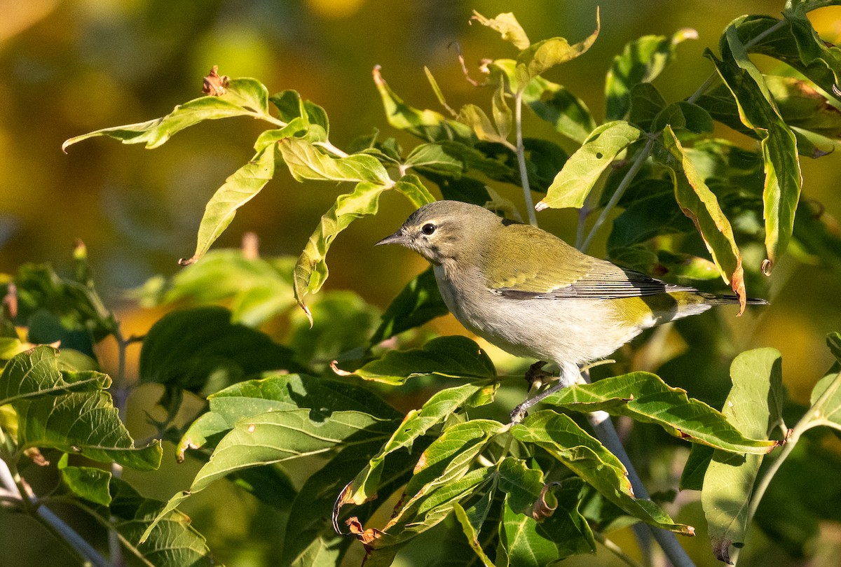 Tennessee Warbler - ML624255803