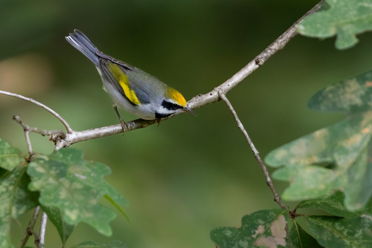 Golden-winged Warbler - ML624255805