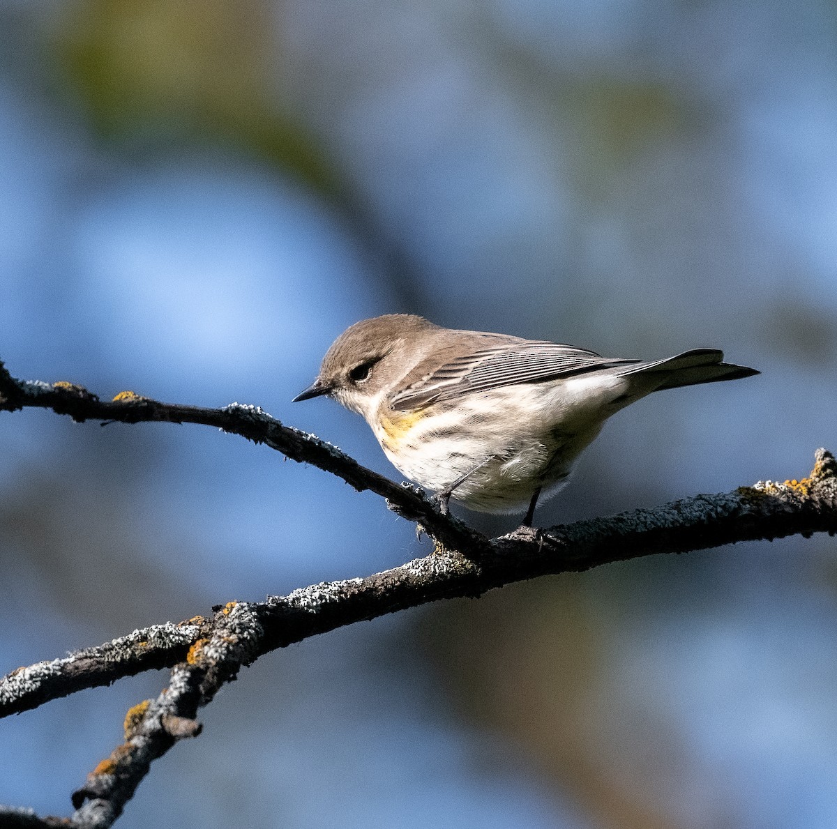 Yellow-rumped Warbler - ML624255806