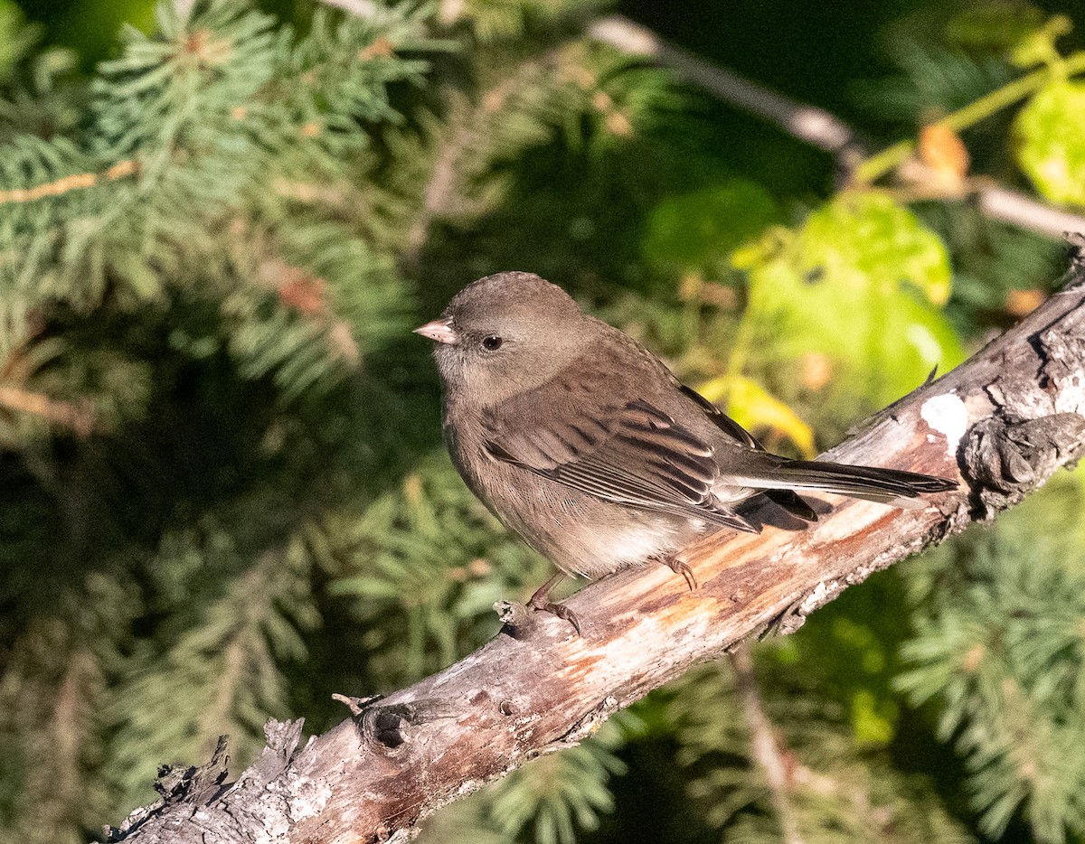 Dark-eyed Junco - Claude Garand