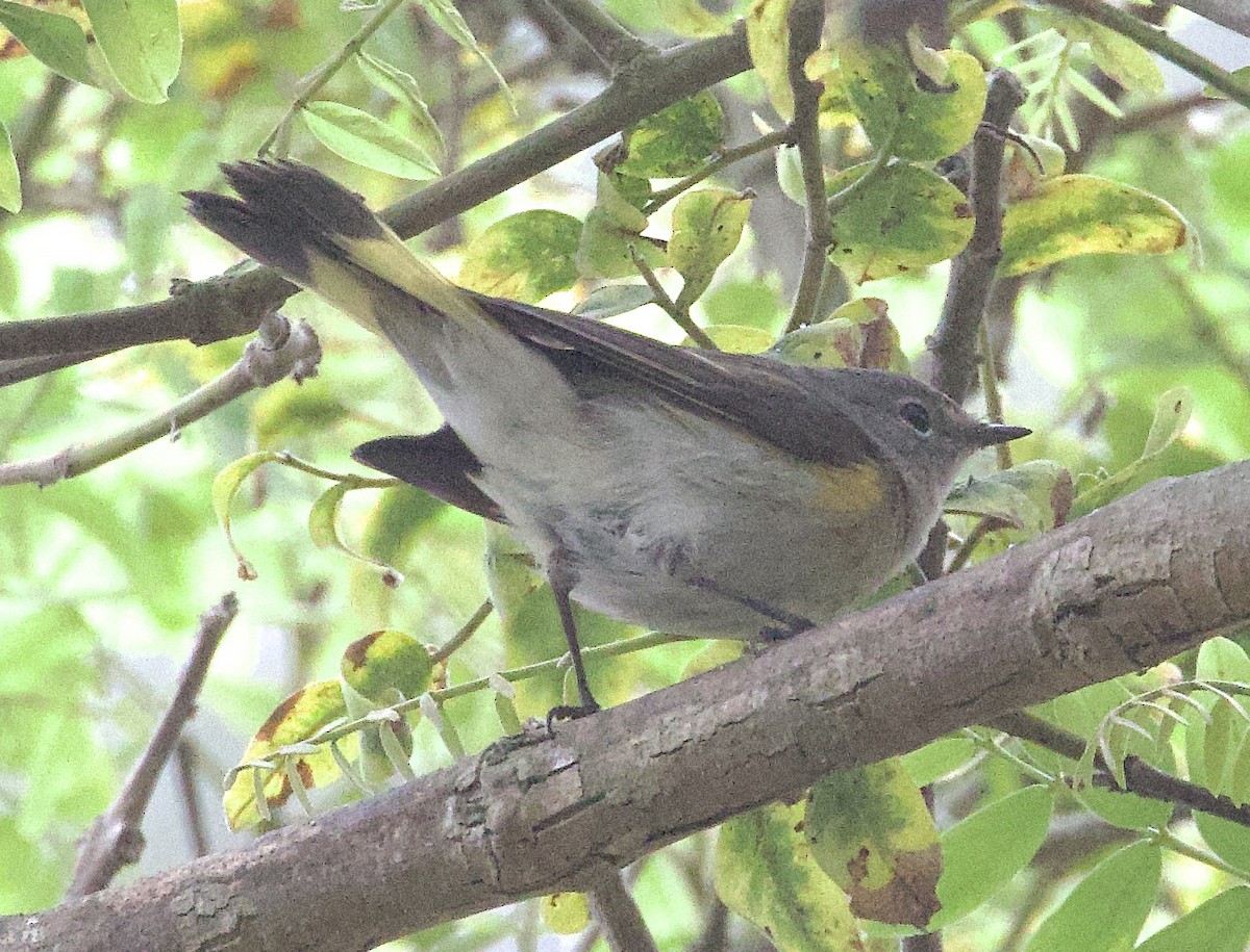 American Redstart - ML624255835