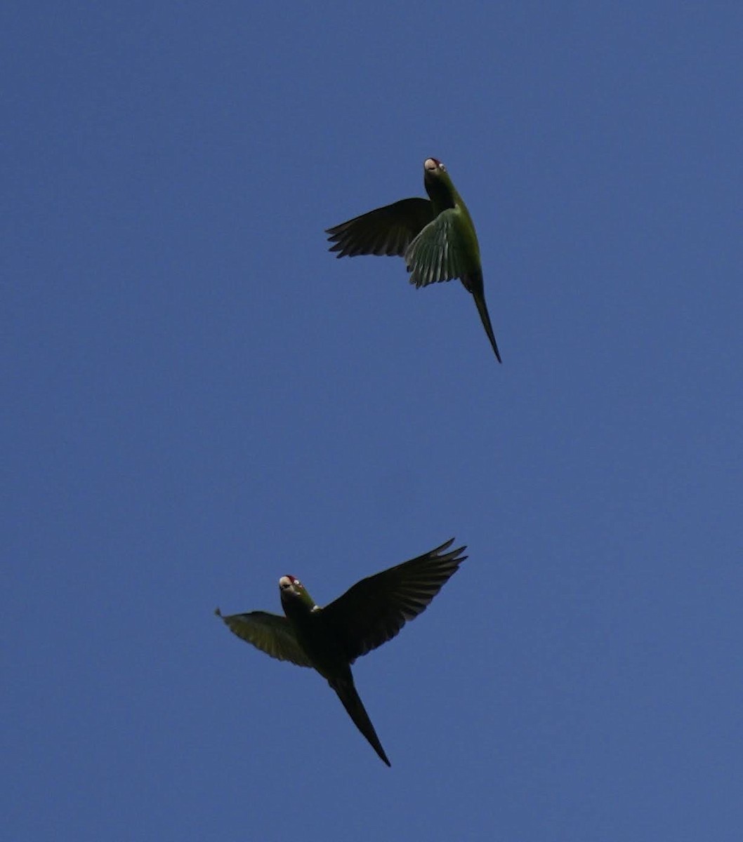 Mitred Parakeet - ML624255842