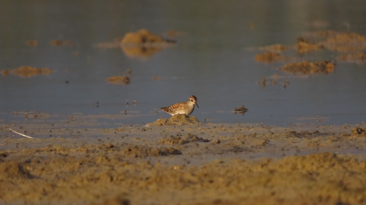 Long-toed Stint - Mittal Gala