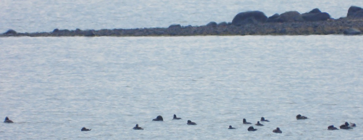 duck sp. - ML624255930