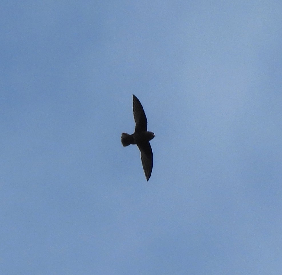 Spot-fronted Swift - ML624255959