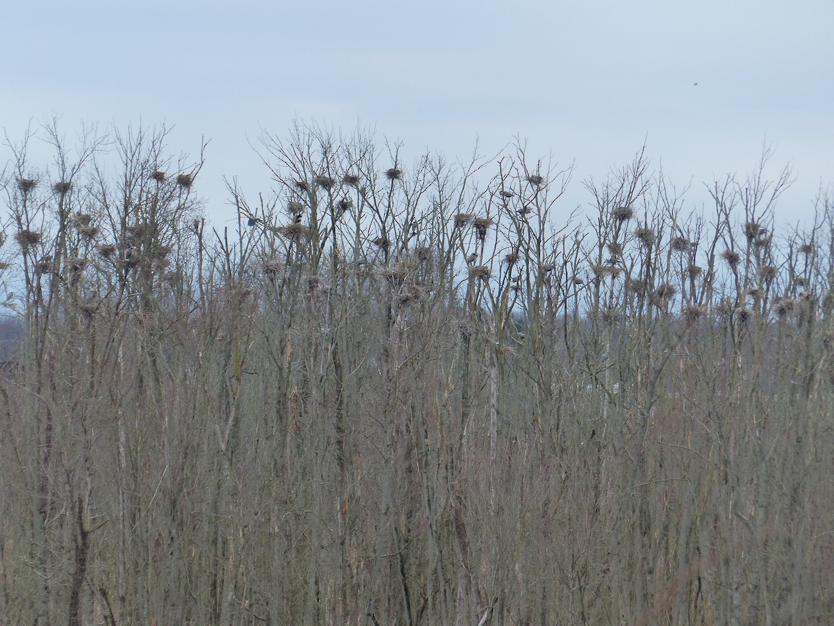 Great Blue Heron (Great Blue) - ML624255996