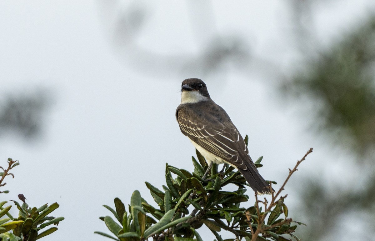 Eastern Kingbird - ML624256079