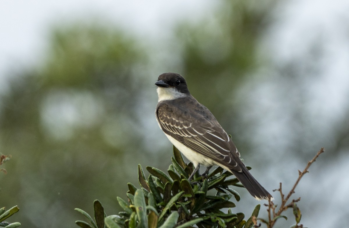 Eastern Kingbird - ML624256085