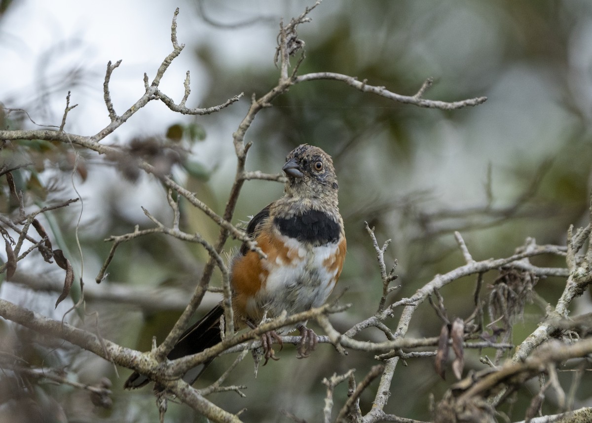 Eastern Towhee - ML624256160