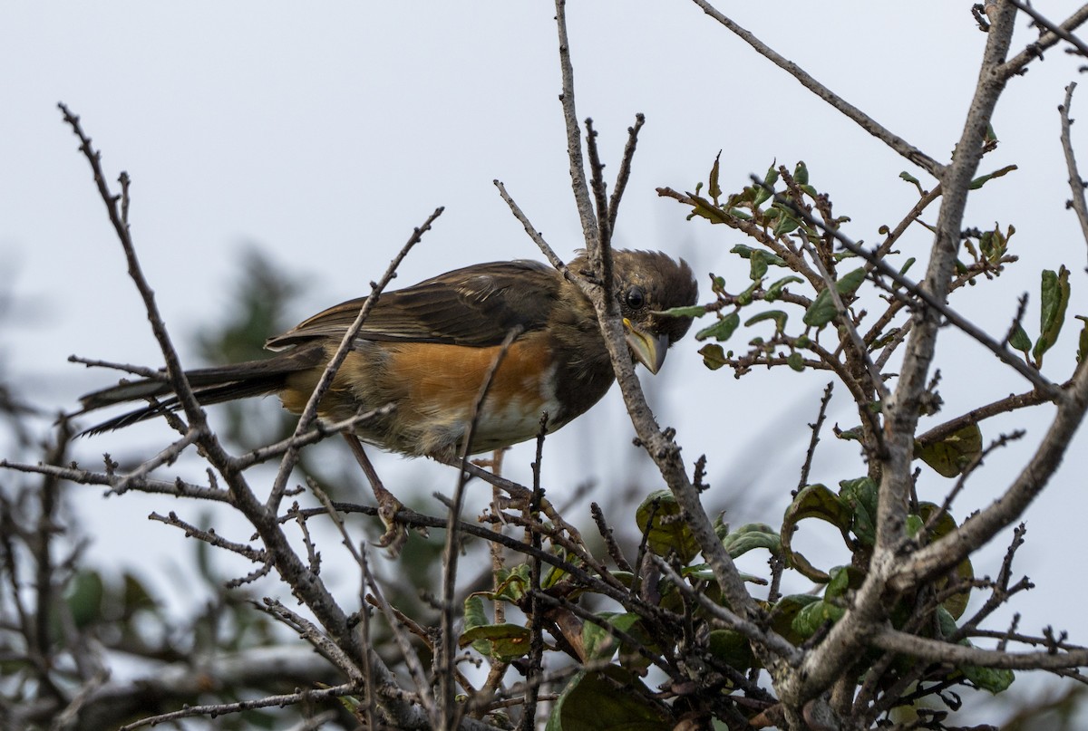 Eastern Towhee - Joni Reeder