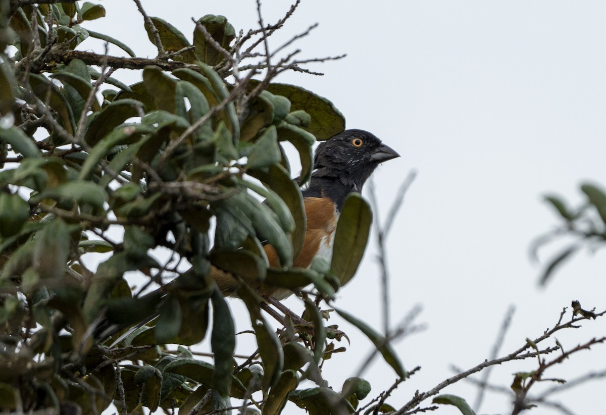 Eastern Towhee - ML624256167