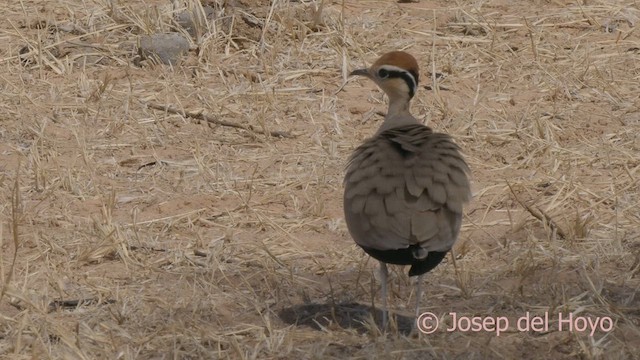 Temminckrennvogel - ML624256168