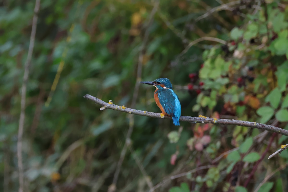 Common Kingfisher - ML624256258