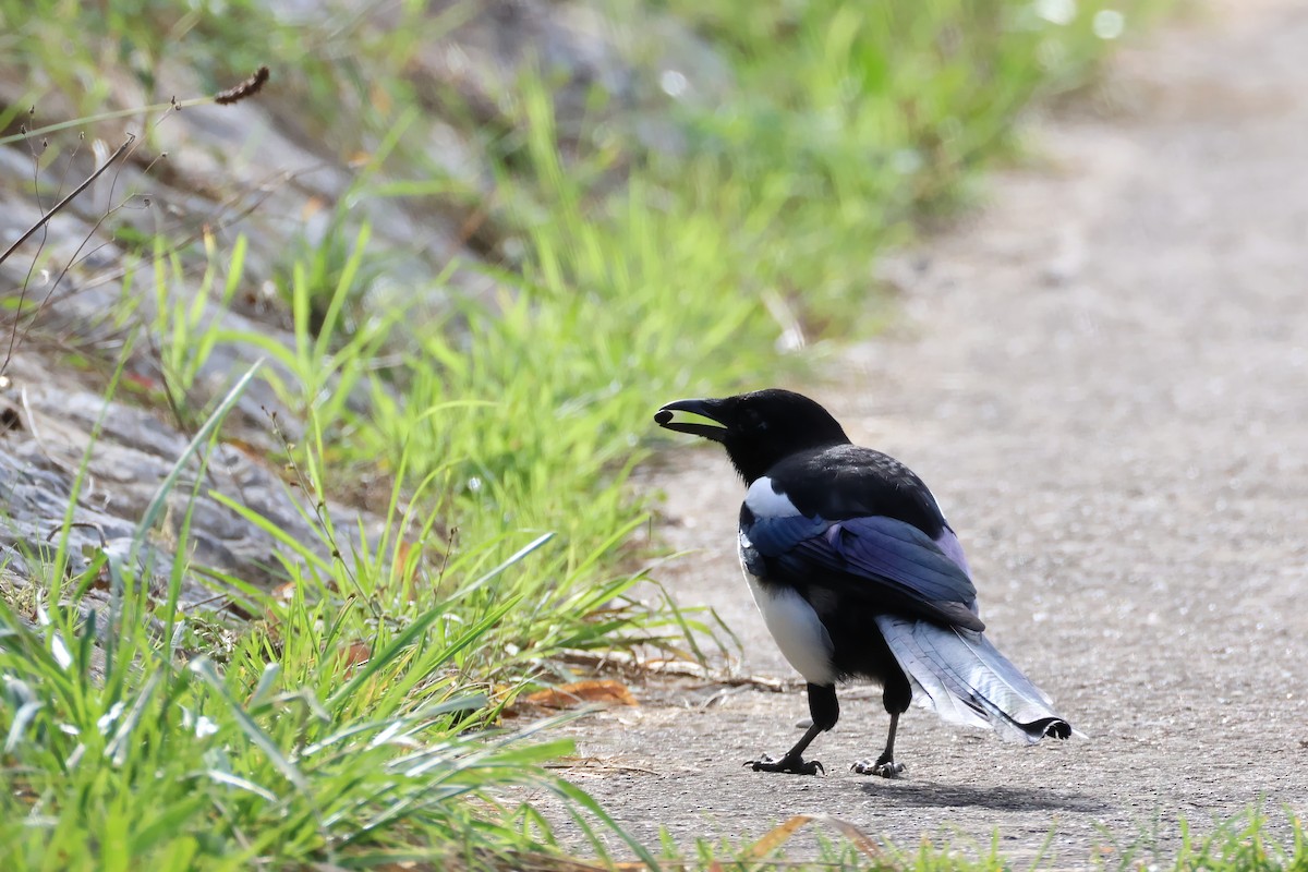 Eurasian Magpie - ML624256263