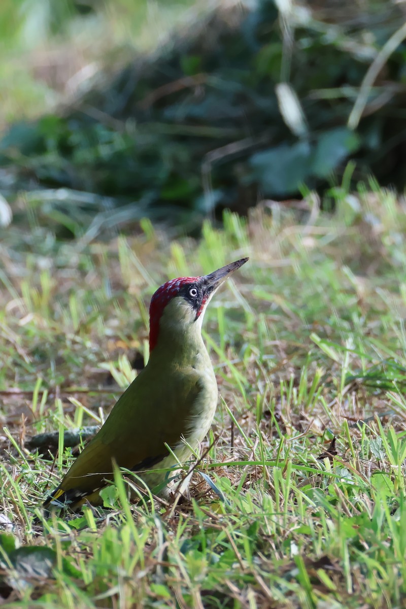 Eurasian Green Woodpecker - ML624256268