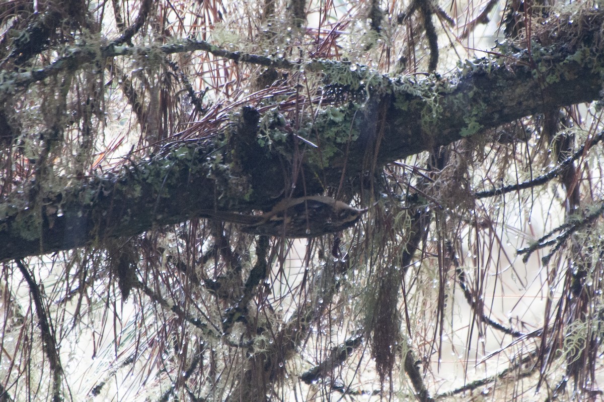 Brown Creeper - ML624256272