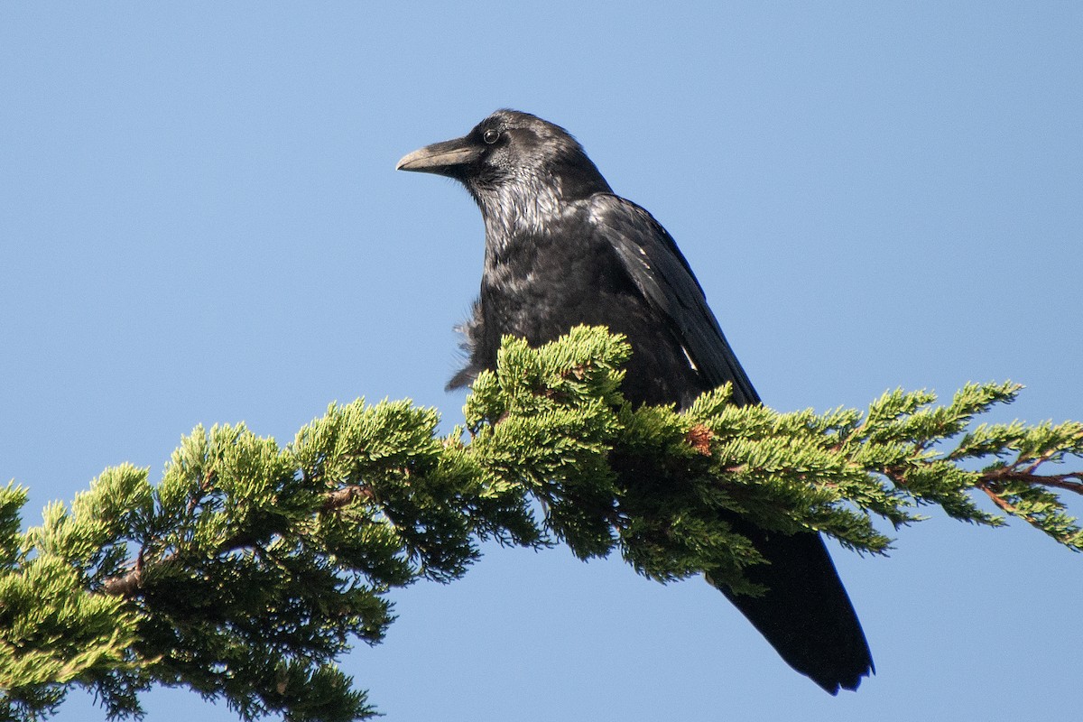 Common Raven - ML624256279