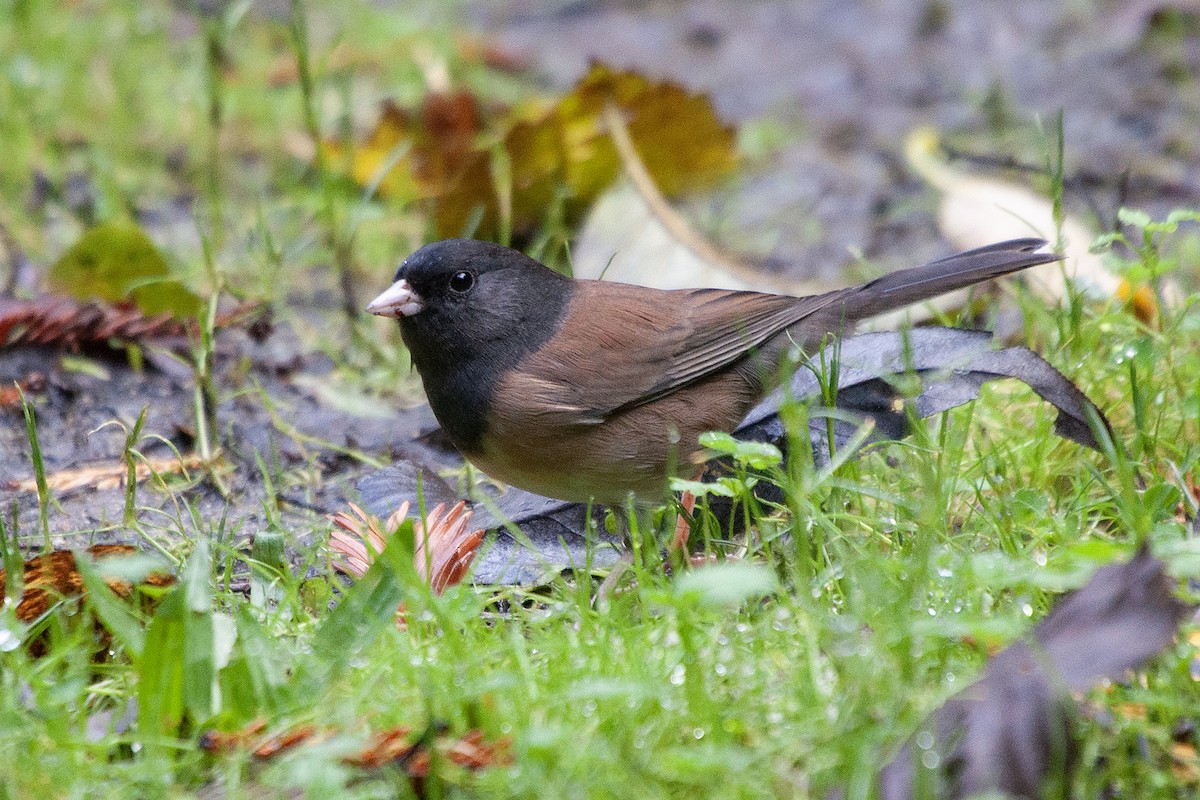 Dark-eyed Junco (Oregon) - ML624256283