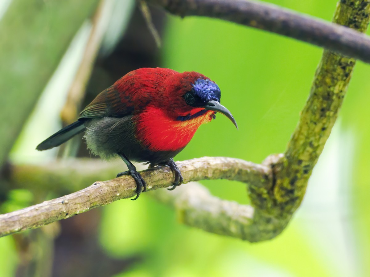 Crimson Sunbird (Sulawesi) - ML624256290