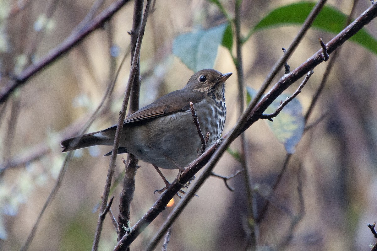 Hermit Thrush - ML624256291